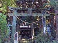 高森阿蘇神社の南郷桧